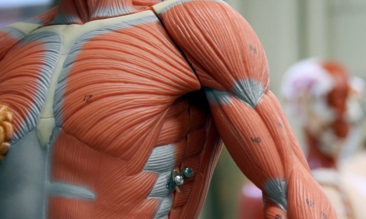 What Are Muscles Actually?