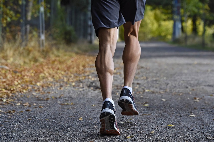 What are the Roles of your Calf Muscles?