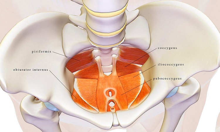What Are Pelvic Floor Muscles?